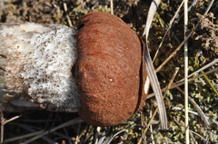 Leccinum ponderosum