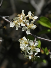 Prunus subcordata