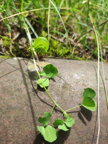 Medicago orbicularis, photograph 6