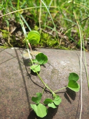 Medicago orbicularis, photograph (c) Anastasiia Samokhvalova, some rights reserved (CC BY)