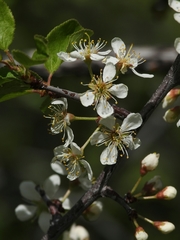 Prunus subcordata