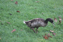 Anas platyrhynchos domesticus