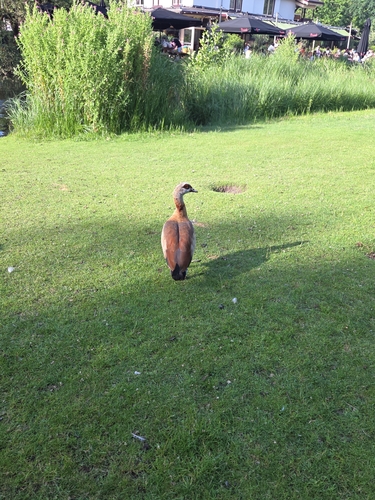 Egyptian Goose