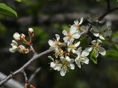 Prunus subcordata