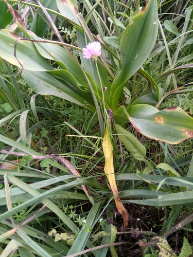 Allium roseum subsp. roseum image