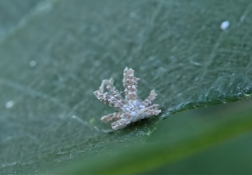 Black planthopper