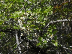 Prunus subcordata
