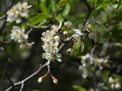 Prunus subcordata