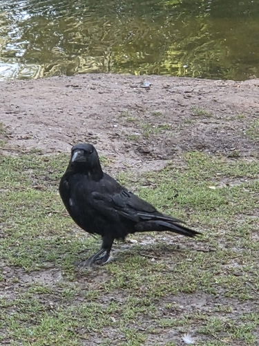 Carrion Crow