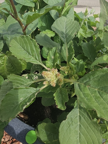 Redroot Amaranth