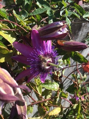 Passiflora amethystina × caerulea