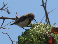 Cinnyris fuscus fuscus