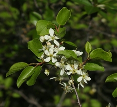 Prunus subcordata