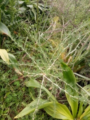 Asparagus albus image