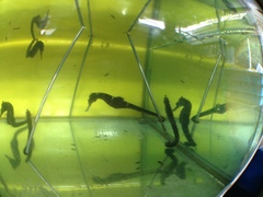 Hippocampus comes