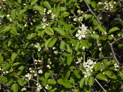 Prunus subcordata