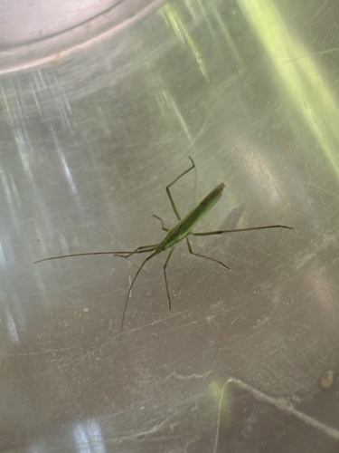 Megaloceroea recticornis