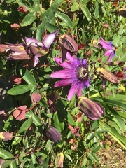 Passiflora amethystina × caerulea