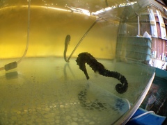 Hippocampus comes