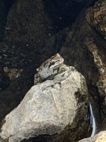 iNaturalist observation photo of Pacific chorus frog