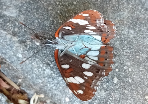Southern White Admiral