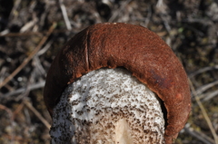 Leccinum ponderosum