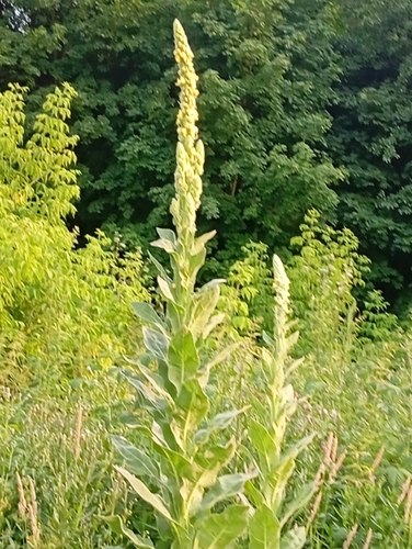 Наблюдение на iNaturalist