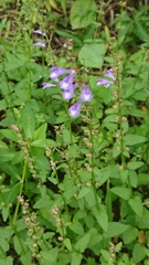Scutellaria barbata