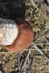 Leccinum ponderosum