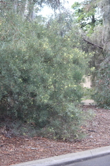 Acacia iteaphylla