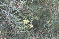 Acacia iteaphylla