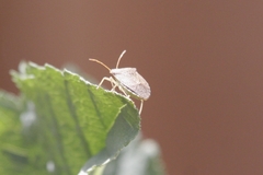 Euschistus conspersus