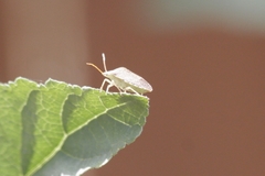 Euschistus conspersus