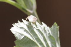 Euschistus conspersus