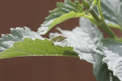 Euschistus conspersus