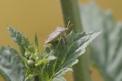 Euschistus conspersus