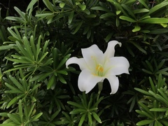 Lilium longiflorum