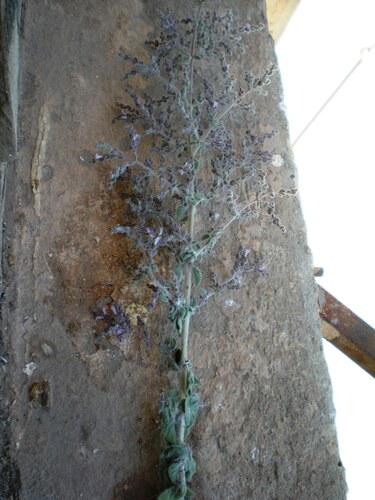 Origanum floribundum