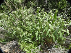 Helianthus californicus