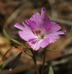 Clarkia breweri