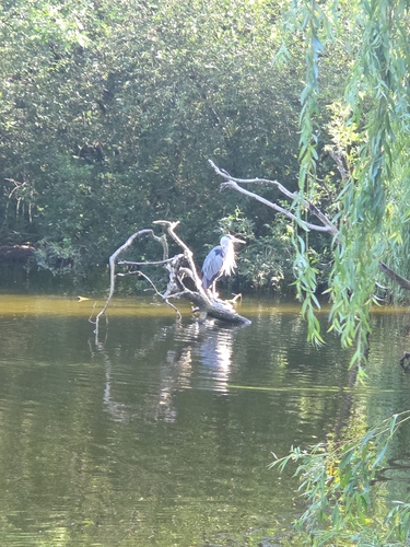 Grey Heron