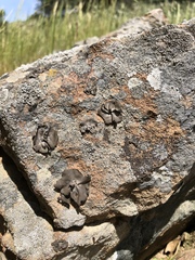 Umbilicaria polyphylla