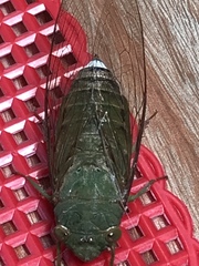 Cicadidae