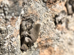 Umbilicaria polyphylla