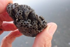 Neosabellaria kaiparaensis