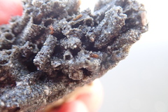 Neosabellaria kaiparaensis