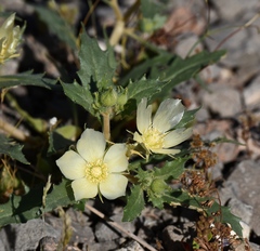 Mentzelia tricuspis
