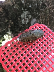 Cicadidae