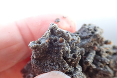 Neosabellaria kaiparaensis