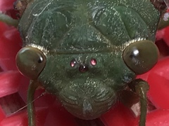 Cicadidae